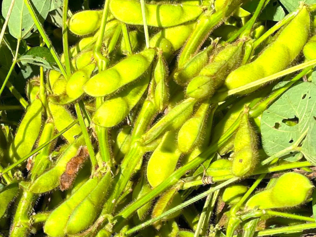 黒枝豆の収穫前画像です。鈴なりに実が育ち、豆の一粒一粒がふっくらして、しっかり詰まっている様子が伺えます。
